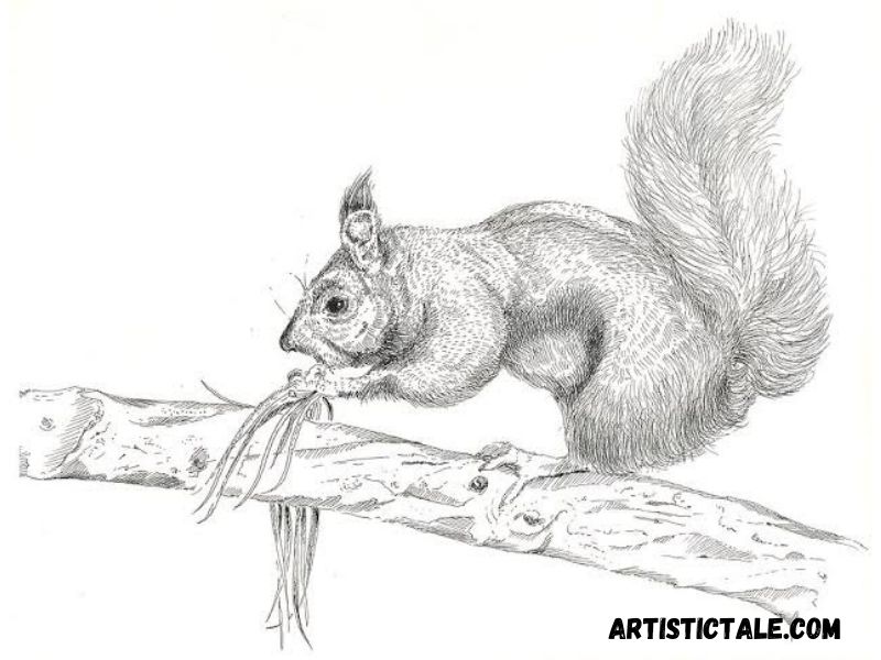Pencil Drawings Of Animals