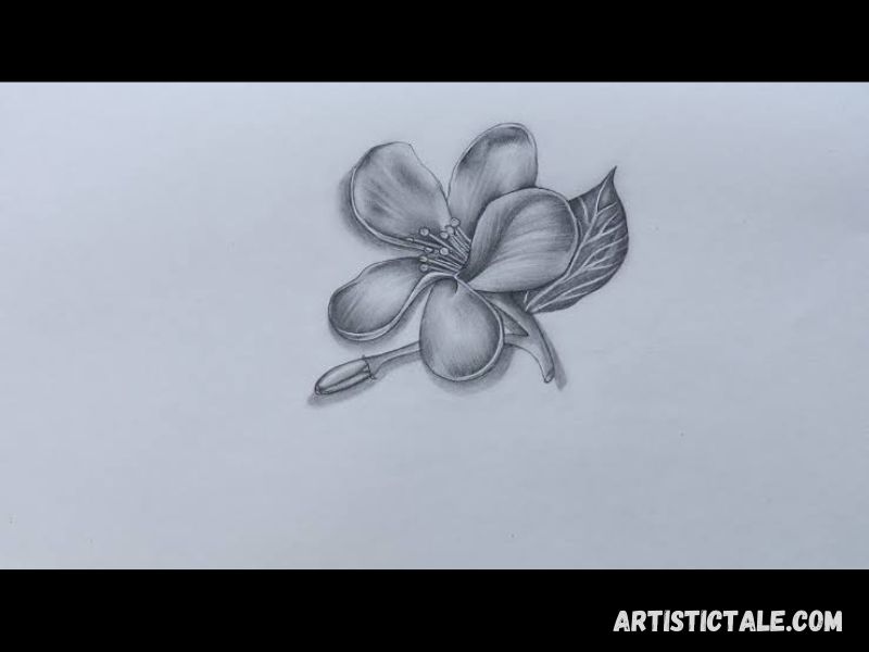 Easy Flower Drawings For Beginners