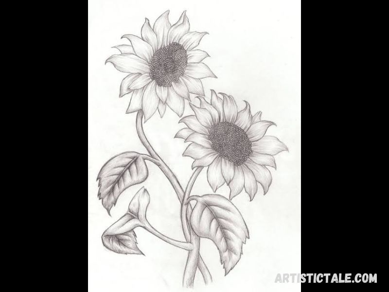 Easy Flower Drawings For Beginners