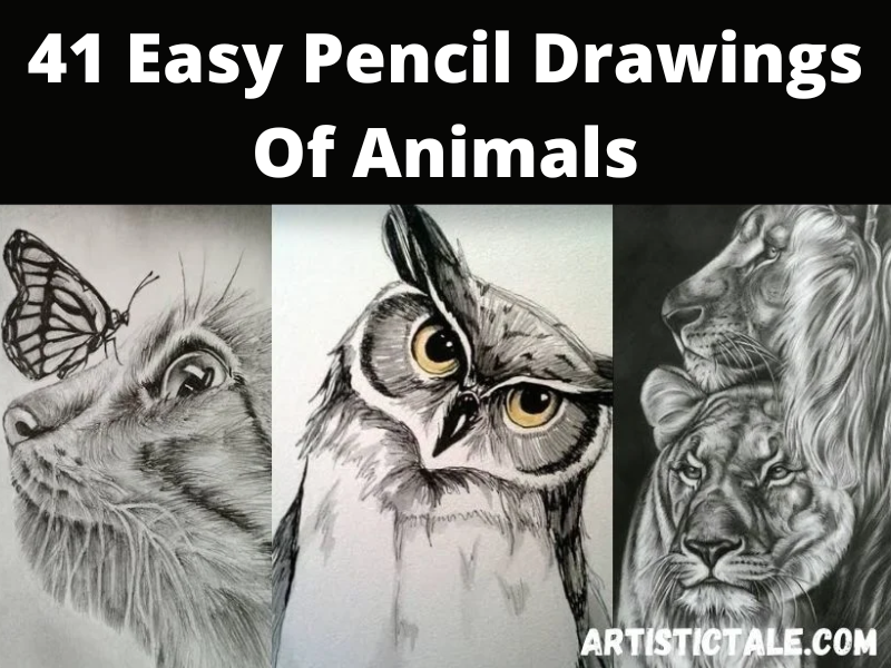 Pencil Drawings Of Animals 